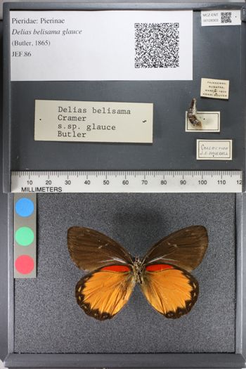 Media type: image;   Entomology 128303